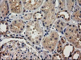m11589 anti acot12 mouse monoclonal antibody clone id oti1b9 ihc testing 7