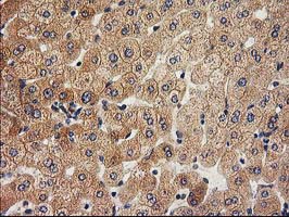 m11589 anti acot12 mouse monoclonal antibody clone id oti1b9 ihc testing 8