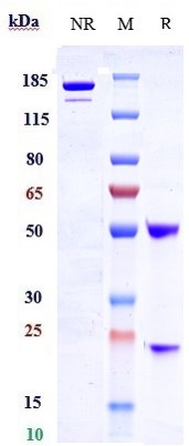 m11590 sds page