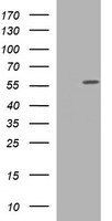 m11610 anti tuba6 tuba1c mouse monoclonal antibody clone id oti1d8 wb testing 1