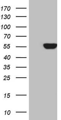 m11613 anti vam1 mpp6 mouse monoclonal antibody clone id oti3h5 wb testing 1