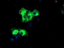 m11618 anti c5orf19 reep2 mouse monoclonal antibody clone id oti2c7 if testing 11