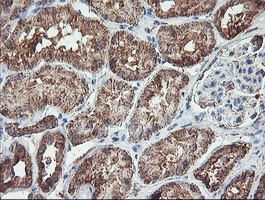m11618 anti c5orf19 reep2 mouse monoclonal antibody clone id oti2c7 ihc testing 5