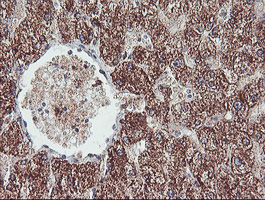 m11618 anti c5orf19 reep2 mouse monoclonal antibody clone id oti2c7 ihc testing 6