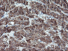m11618 anti c5orf19 reep2 mouse monoclonal antibody clone id oti2c7 ihc testing 7