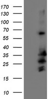 m11618 anti c5orf19 reep2 mouse monoclonal antibody clone id oti2c7 wb testing 1