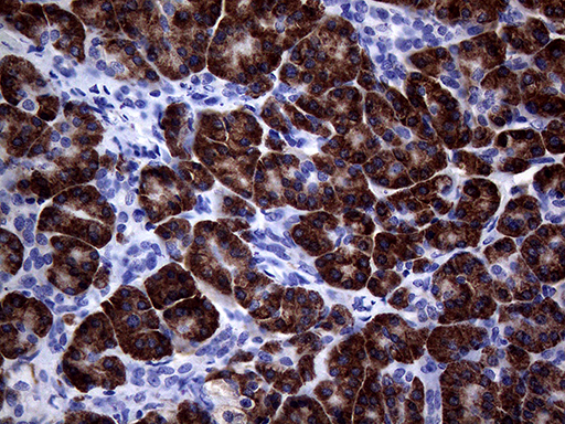 Immunohistochemical staining of paraffin-embedded Human pancreas tissue within the normal limits using anti-NDUFAF5 mouse monoclonal antibody