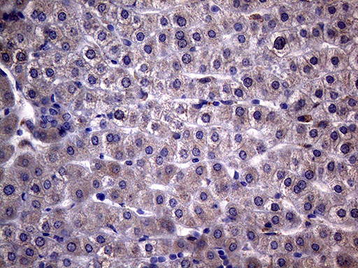 Immunohistochemical staining of paraffin-embedded Human liver tissue within the normal limits using anti-NDUFAF5 mouse monoclonal antibody