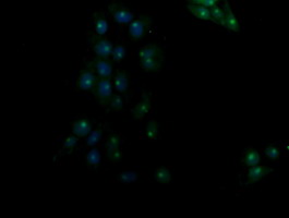 m11627 1 anti rassf8 mouse monoclonal antibody clone id oti3f7 if testing 7
