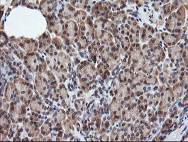 m11627 1 anti rassf8 mouse monoclonal antibody clone id oti3f7 ihc testing 3
