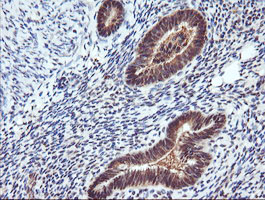m11627 1 anti rassf8 mouse monoclonal antibody clone id oti3f7 ihc testing 4