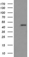 m11627 1 anti rassf8 mouse monoclonal antibody clone id oti3f7 wb testing 1