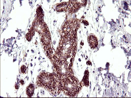 m11627 anti rassf8 mouse monoclonal antibody clone id oti1f5 ihc testing 6