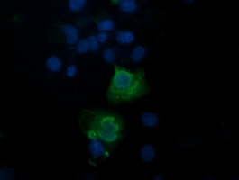 m11629 anti trappc4 mouse monoclonal antibody clone id oti2e1 if testing 9
