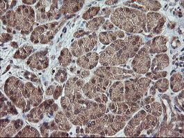 m11629 anti trappc4 mouse monoclonal antibody clone id oti2e1 ihc testing 3