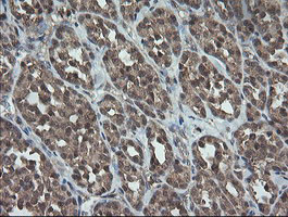 m11629 anti trappc4 mouse monoclonal antibody clone id oti2e1 ihc testing 4