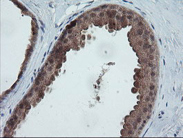 m11629 anti trappc4 mouse monoclonal antibody clone id oti2e1 ihc testing 6