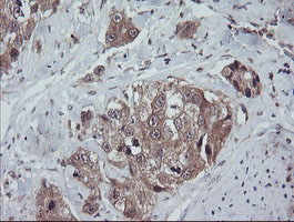 m11629 anti trappc4 mouse monoclonal antibody clone id oti2e1 ihc testing 7