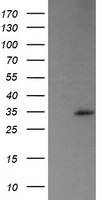 m11629 anti trappc4 mouse monoclonal antibody clone id oti2e1 wb testing 1