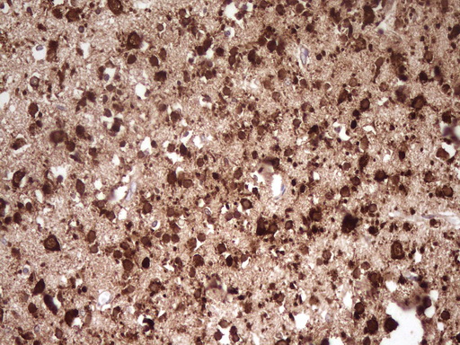 m11656 anti farslb farsb mouse monoclonal antibody clone id oti4b3 ihc testing 5