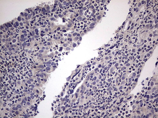 m11704 anti murf3 trim54 mouse monoclonal antibody clone id oti7f8 ihc testing 8