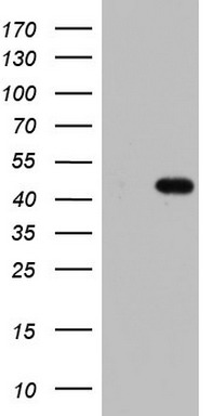 m11704 anti murf3 trim54 mouse monoclonal antibody clone id oti7f8 wb testing 1