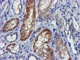 m11709 anti lactb2 mouse monoclonal antibody clone id oti2f9 ihc testing 5