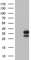 m11709 anti lactb2 mouse monoclonal antibody clone id oti2f9 wb testing 1