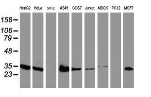 m11709 anti lactb2 mouse monoclonal antibody clone id oti2f9 wb testing 2