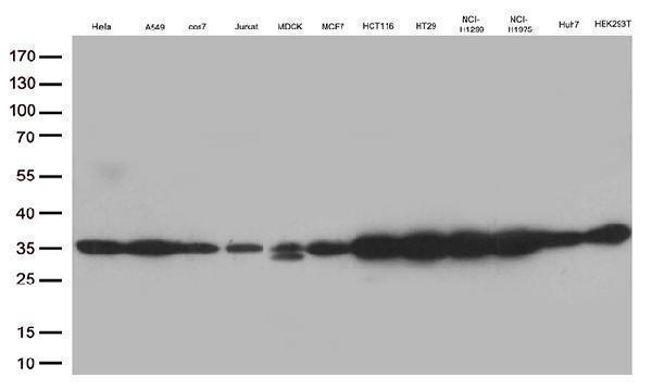 m11709 anti lactb2 mouse monoclonal antibody clone id oti2f9 wb testing 3