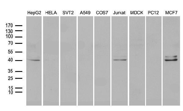 Western blot analysis of extracts (35ug) from 9 different cell lines by using anti-NEUROD4 monoclonal antibody (1:500)