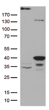 m11742 anti gtf2h3 mouse monoclonal antibody clone id oti4b5 wb testing 1