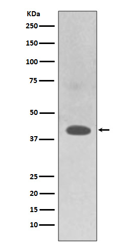 Western blot analysis of TRAM2 expression in HepG2 cell lysate.
