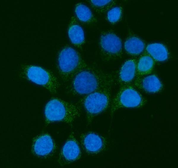 m11793 pmpcb primary antibodies if testing 4