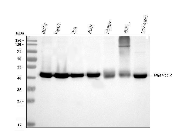 m11793 pmpcb primary antibodies wb testing 1