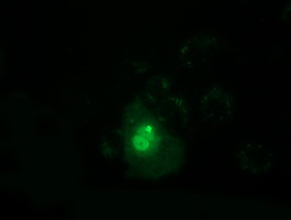 m11798 1 anti ppwd1 mouse monoclonal antibody clone id oti1b8 if testing 4