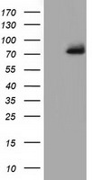 m11798 1 anti ppwd1 mouse monoclonal antibody clone id oti1b8 wb testing 1