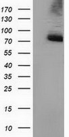 m11798 2 anti ppwd1 mouse monoclonal antibody clone id oti1g5 wb testing 1