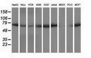 m11798 2 anti ppwd1 mouse monoclonal antibody clone id oti1g5 wb testing 2