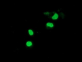 m11798 anti ppwd1 mouse monoclonal antibody clone id oti1b2 if testing 5