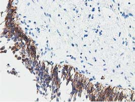 m11798 anti ppwd1 mouse monoclonal antibody clone id oti1b2 ihc testing 2