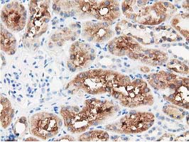 m11798 anti ppwd1 mouse monoclonal antibody clone id oti1b2 ihc testing 3