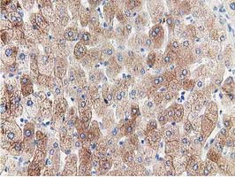 m11798 anti ppwd1 mouse monoclonal antibody clone id oti1b2 ihc testing 4