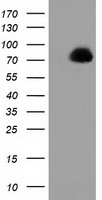 m11798 anti ppwd1 mouse monoclonal antibody clone id oti1b2 wb testing 1