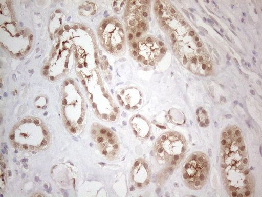 m11804 anti psmg2 mouse monoclonal antibody clone id oti1e8 ihc testing 6