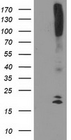m11812 anti dand5 mouse monoclonal antibody clone id oti2h3 wb testing 1