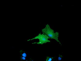m11817 2 anti bin3 mouse monoclonal antibody clone id oti5e3 if testing 5