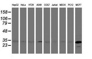 Western blot analysis of extracts (35ug) from 9 different cell lines by using anti-BIN3 monoclonal antibody