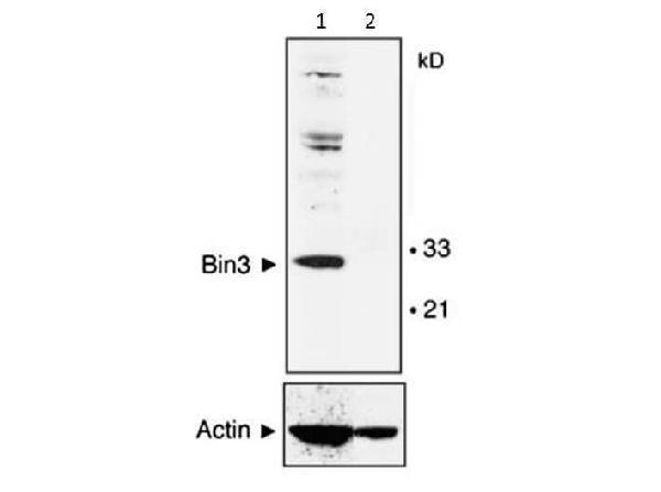 Western Blot of Mouse Anti-BIN3 antibody