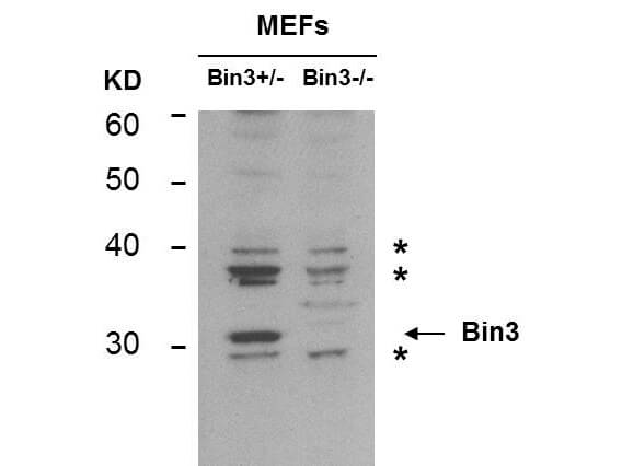 Western Blot of Mouse anti-BIN3 antibody
